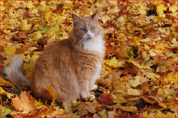 Рыжая кошка осень