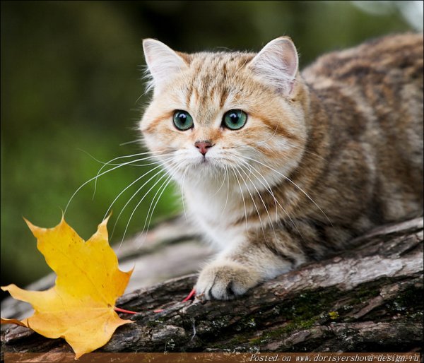 Кошка Кьяра порода