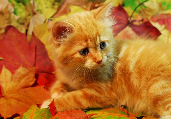 Осенний котенок