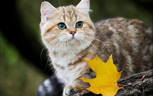 Британская кошечка Кьяра