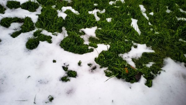 Зеленые растения под снегом