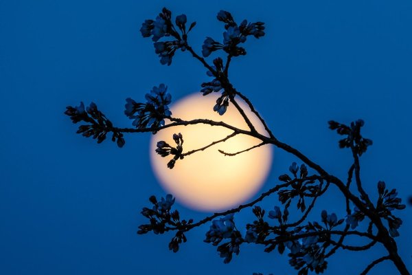 Картинки очень красивые Луны весной