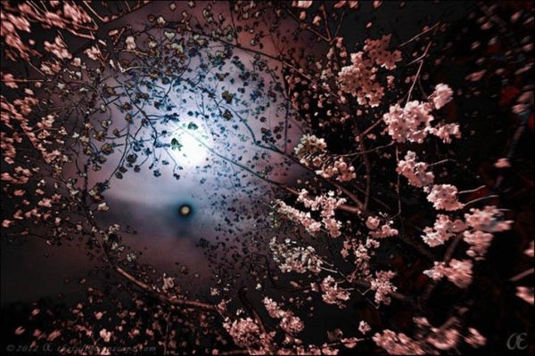 Весенний сад ночью