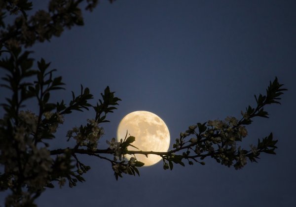 Майское полнолуние