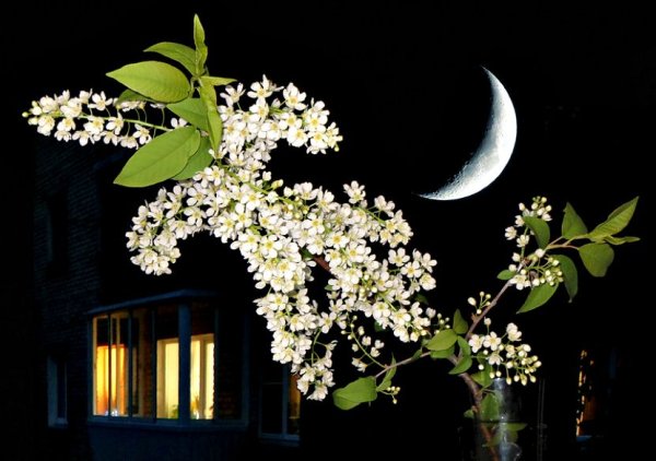 Сирень и Луна