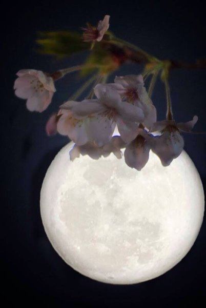 Лунный цветок.