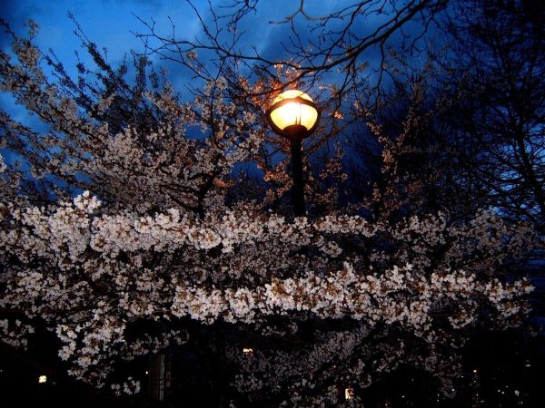 Весенний вечер