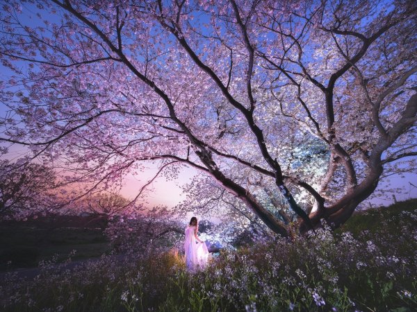 Цветущее дерево ночью