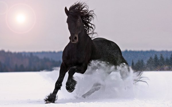 Лошади зима