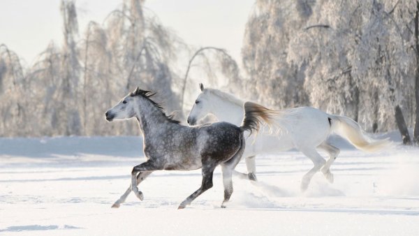 Лошади зимой