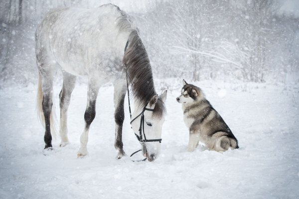 Лошади зима