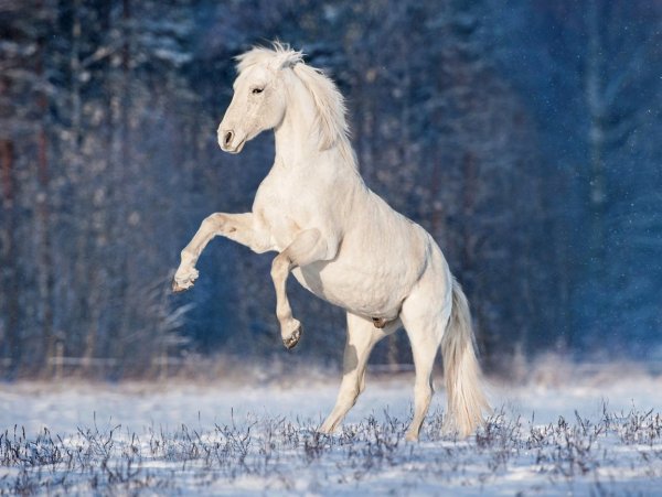 Лошади в снегу