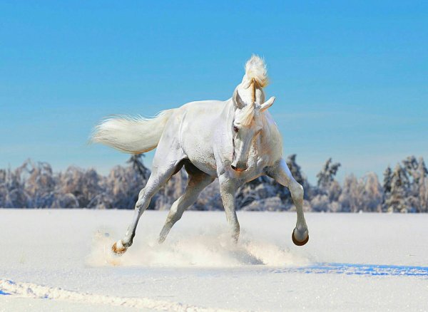 Лошади зимой