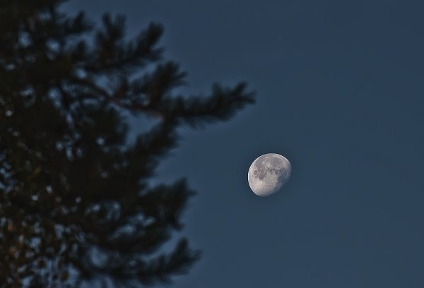 Луна настоящая