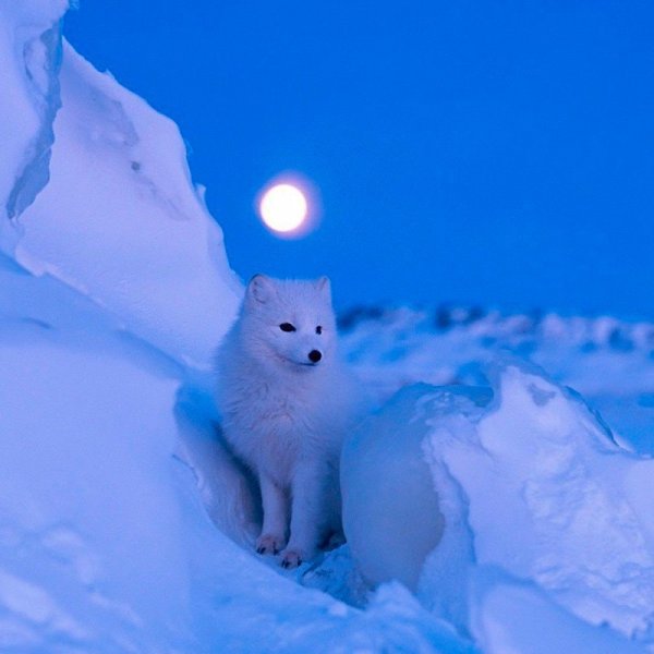 Арктические пустыни песец