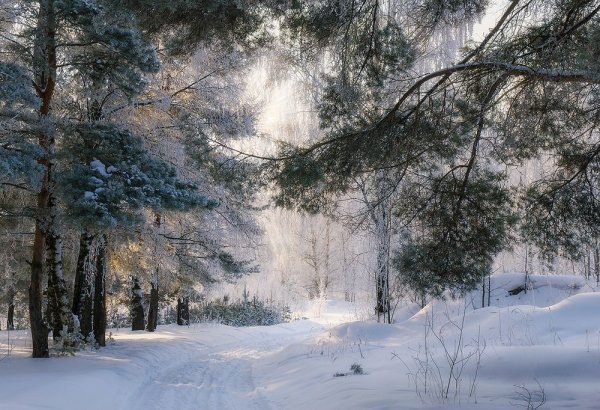 Зимний лес Солотча Рязань