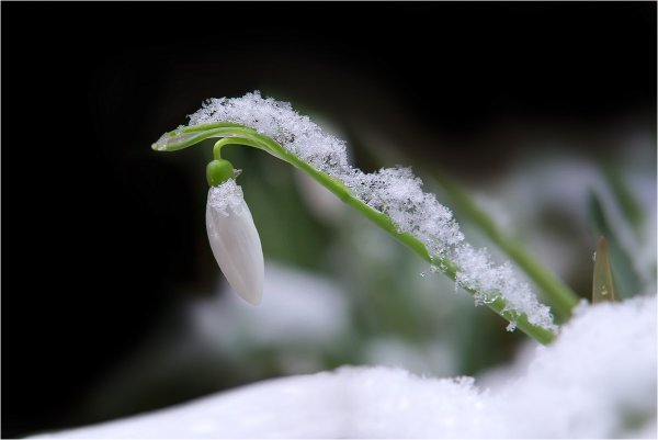 Ранняя Весна