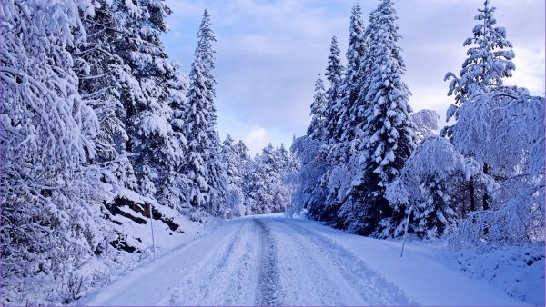 Заснеженная дорога