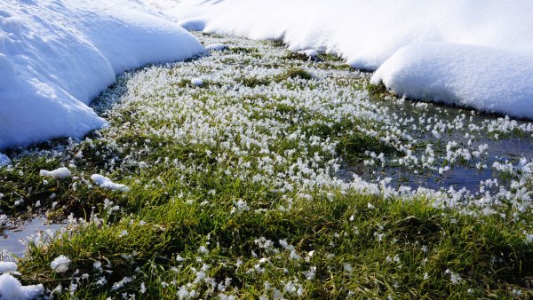 Цветок среди снега Англия