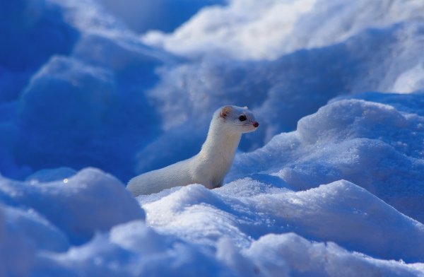 Ласка National Geographic
