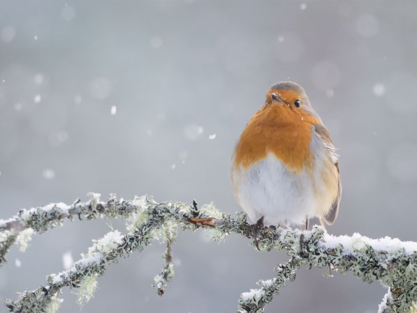 Зарянка предзимье