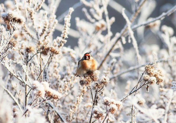 Птицы в зимнем лесу