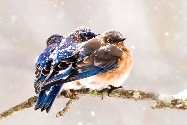 Зима снег птицы