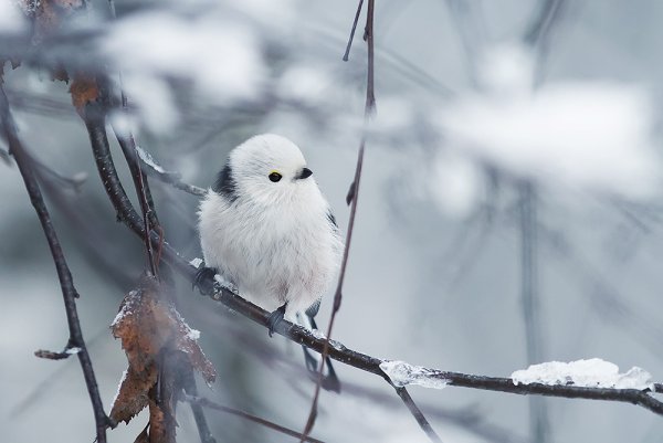 Белые птички зимой