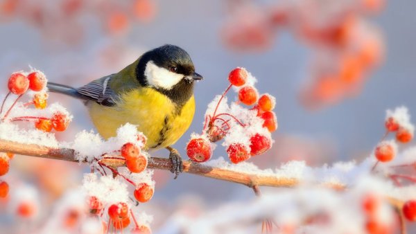 Птицы зимой