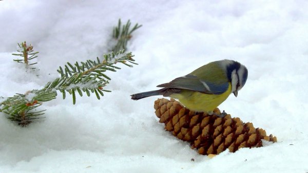 Синица зимой