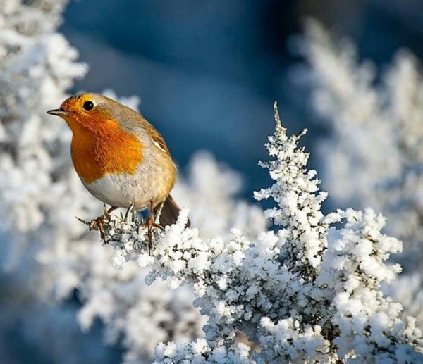 Малиновка птица зимой