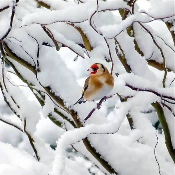 Птицы зимой на снегу
