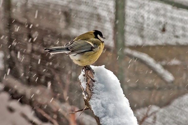 Синички на снегу