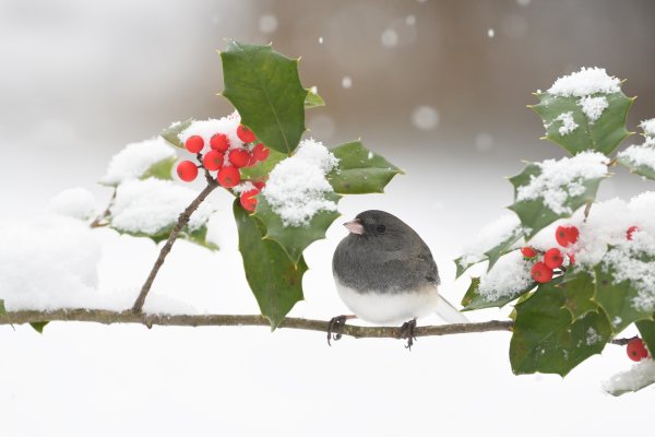 Птички на ветке зимой