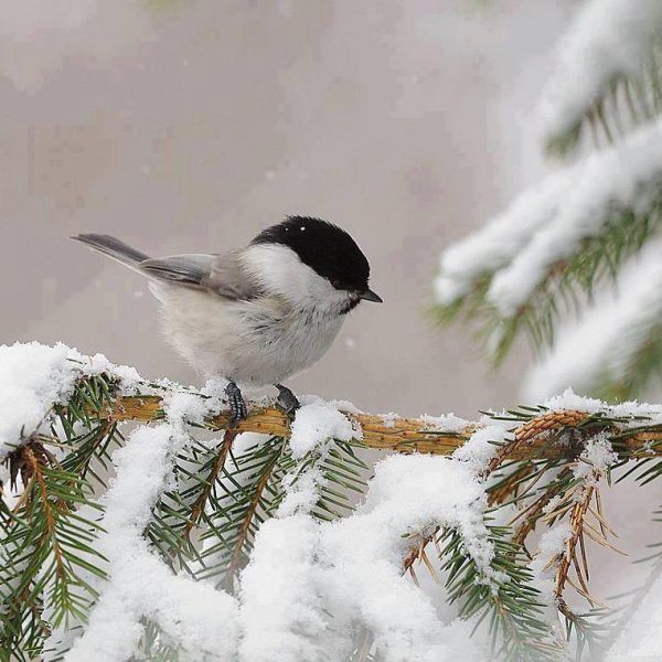 Синица зимой