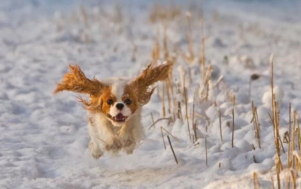 Смешные звери в снегу