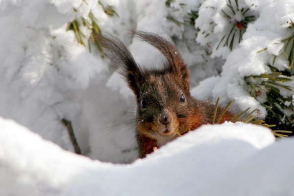 Доброе утро с белочкой зимой