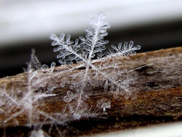 Снежинка вблизи