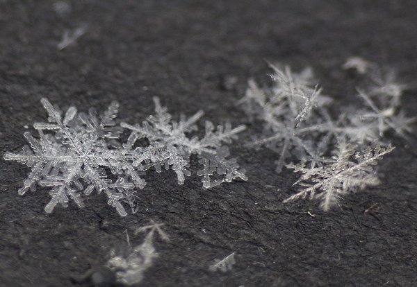 Первые снежинки