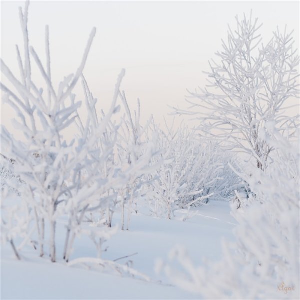 Чистый снег