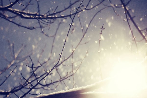 Хлопья снега на деревьях