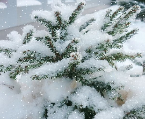 Пушистый снег красиво