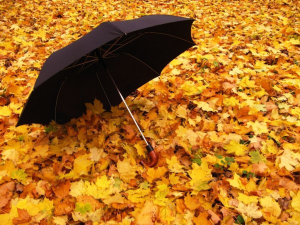 Осенняя фотосессия с черным зонтом