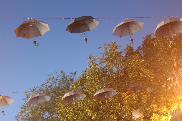 Дерево зонт