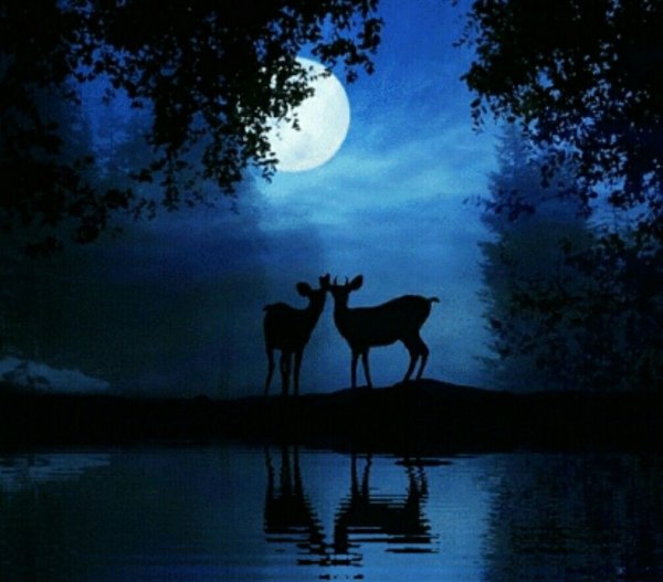 Животные ночью