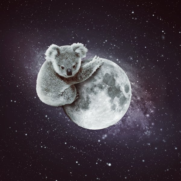 Ночь Луна животные