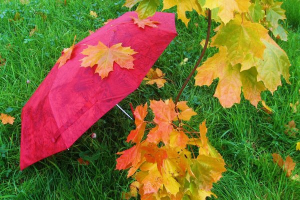 Зонтик листопад