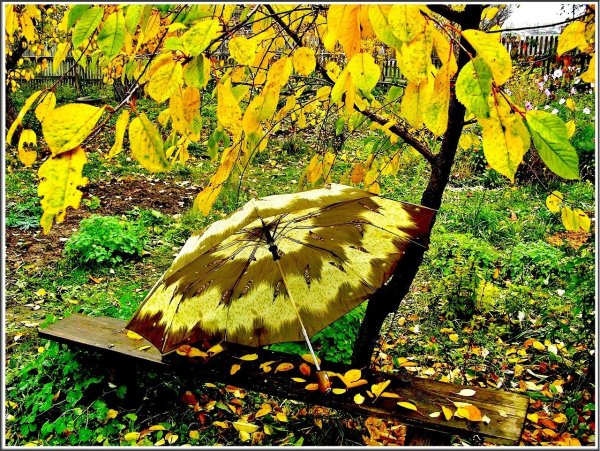 Осень зонтик