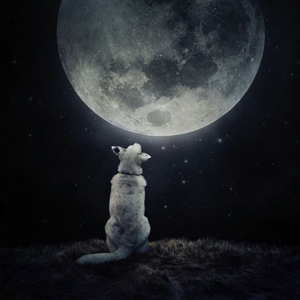 Смотрит на луну