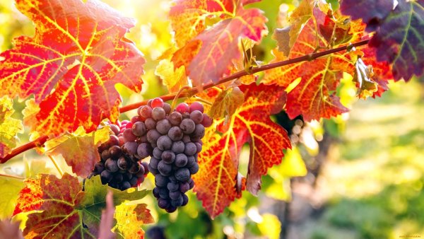 Виноградники осенью